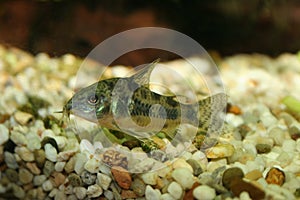 Corydoras paleatus