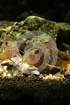 Corydoras paleatus - spotted corydoras