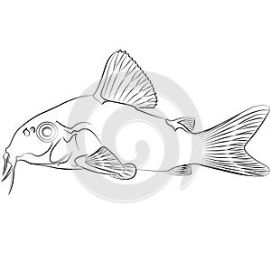 Corydoras panda, panda catfish species of the family Callichthyidae aquarium fish contour lines hand drawn illustration