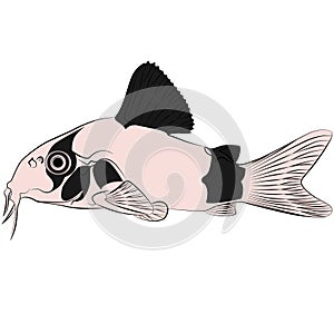 Corydoras panda, panda catfish species of the family Callichthyidae graphic illustrations aquarium fish