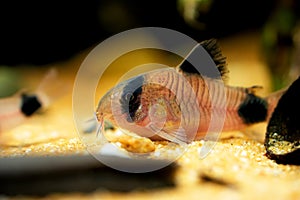 Corydoras panda, tropical panda catfish species of the family Callichthyidae tank catfish, aquarium bottom feeder fish photo