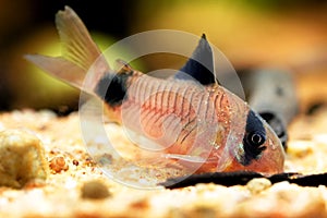 Corydoras panda, tropical panda catfish species of the family Callichthyidae tank catfish, aquarium bottom feeder fish photo