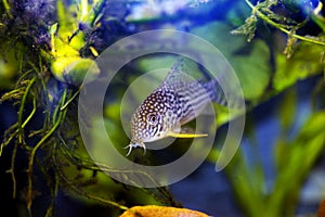 Corydoras sterbai - (Sterba\'s Cory)