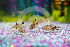 Corydoras trilineatus julii fish in a home aquarium