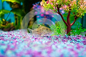 Corydoras trilineatus julii fish in a home aquarium