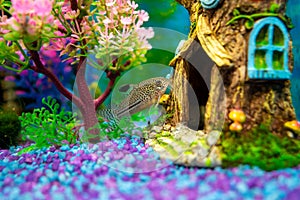 Corydoras trilineatus julii fish in a home aquarium