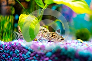 Corydoras trilineatus julii fish in a home aquarium