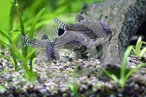 Corydoras Trinilleatus Catfish