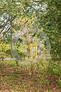 Corylopsis Himalayana plant in Zurich in Switzerland