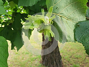 Corylus americana or corylus avellana nuts.