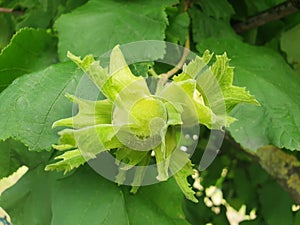 Corylus americana or corylus avellana nuts