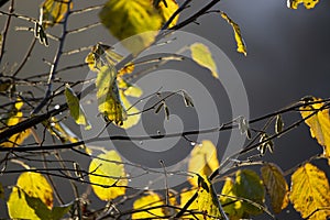 Corylus avellana autumn colors background