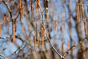 Corylus avellana, common hazel male catkins closeup selective focus