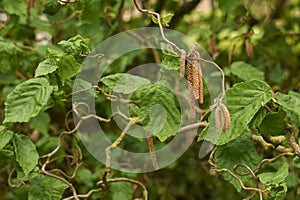 Corylus avellana contorta branches photo