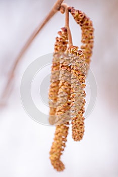 Corylus avellana male flower photo