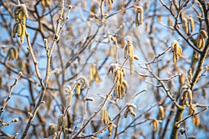 Corylus avellana in winter