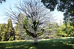 Corylus colurna in garden of Buchlovice castle