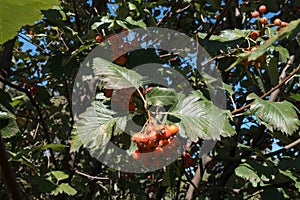 Corymb of orange berries of whitebeam