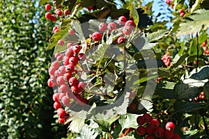 Corymb of red berries of Sorbus aria