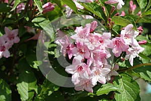 Corymb of tender pink flowers of weigela