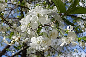Corymb of white cherry flowers in spring
