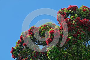 Corymbia ficifolia, Eucalyptus ficifolia, red flowering gum tree