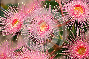 Corymbia ficifolia Pale Pink photo