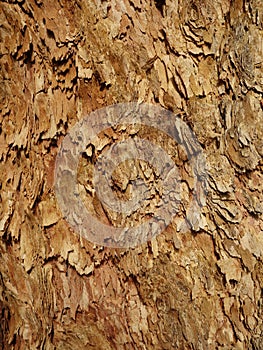 Corymbia Leichhardtii bark