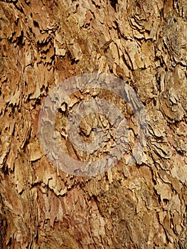 Corymbia Leichhardtii bark photo