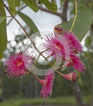 Corymbia ptychocarpa