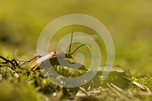 Corymbia rubra, Strictoleptura rubra photo