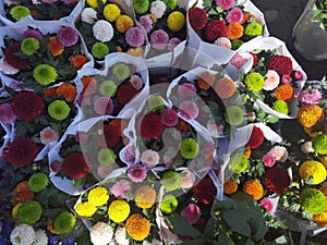 Corymbium africanum flowers