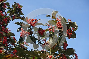 Corymbs of red berries of Sorbus aria against blue sky