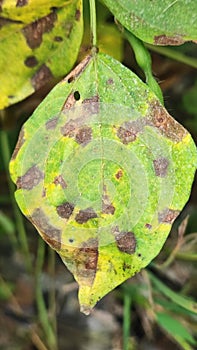 Corynespora leaf spot of blackgram