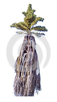 Corypha lecomtei, Corypha lecomtei, fruiting at the top of the stem, die cut, white background