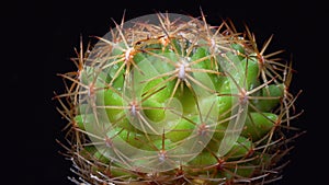 Coryphantha sp. - round spiny cactus in botanical collection