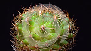 Coryphantha sp. - round spiny cactus in botanical collection