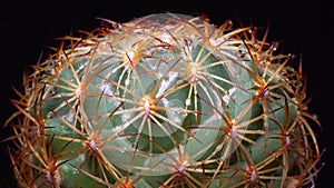 Coryphantha sp. - round spiny cactus in botanical collection