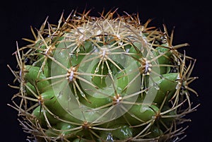 Coryphantha sp. - round spiny cactus in botanical collection