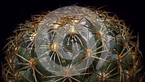 Coryphantha sp. - round spiny cactus in botanical collection