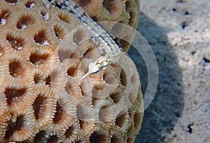 Underwater photo of yellow-banded pipefish - (Corythoichthys flavofasciatus) photo