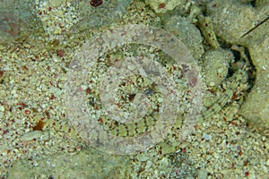 Corythoichthys schultzi is pipefish of family Syngnathidae. Schultz`s pipefish with cylindrical very elongated points lies on sand photo