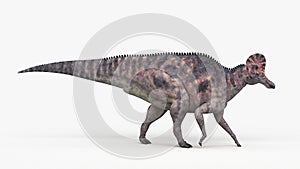 A corythosaurus