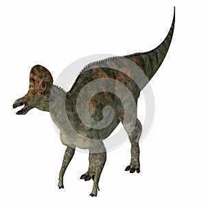 Corythosaurus Hadrosaur Dinosaur