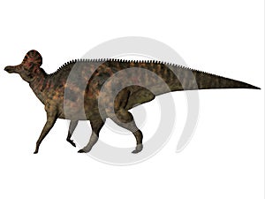 Corythosaurus on White