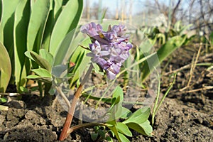 CorÃÂ½dalis cÃÂ¡va spring forest primrose