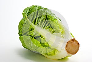 Cos lettuce