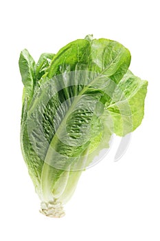 Cos Lettuce photo