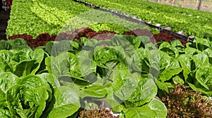 Cos lettuce growing in hydroponic pipe without soil in vegetables salad farm