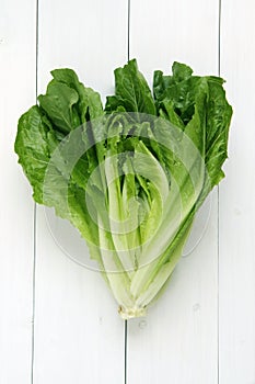 Cos lettuce isolated photo